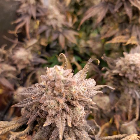Gorilla Sherbet  growlog timeline photo