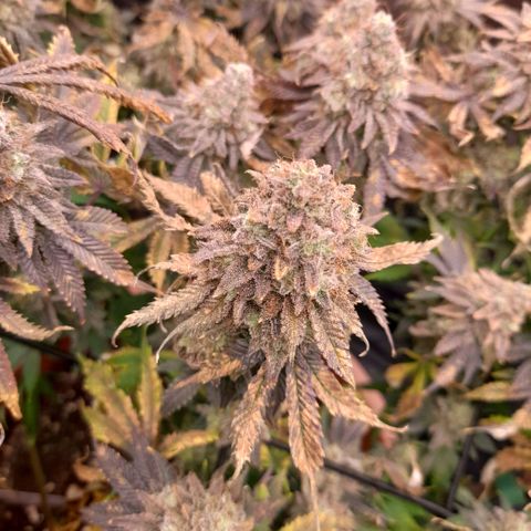 Gorilla Sherbet  growlog timeline photo