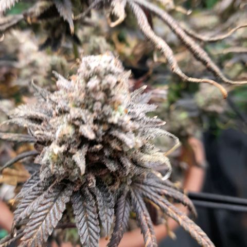 Gorilla Sherbet  growlog timeline photo