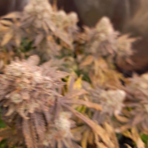 Gorilla Sherbet  growlog timeline photo