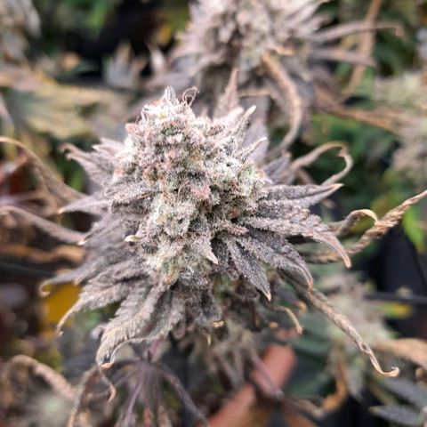 Gorilla Sherbet  growlog timeline photo