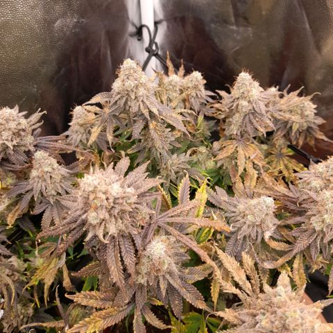 Gorilla Sherbet  growlog timeline photo