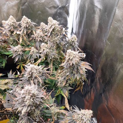 Gorilla Sherbet  growlog timeline photo