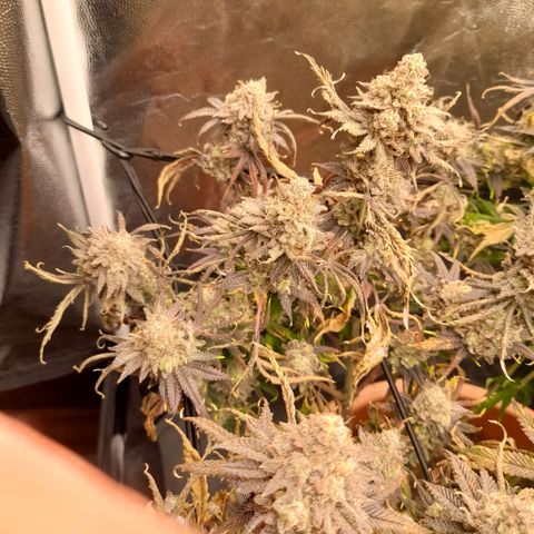 Gorilla Sherbet  growlog timeline photo