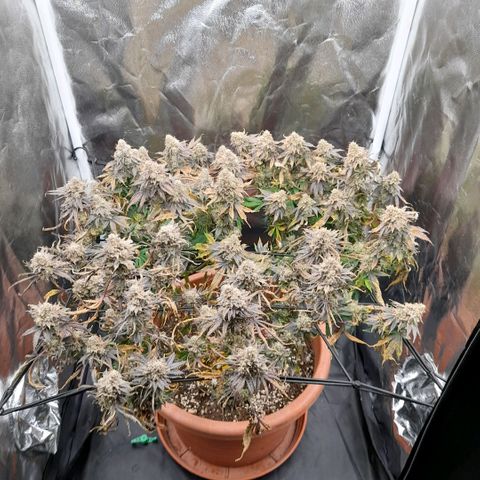 Gorilla Sherbet  growlog timeline photo