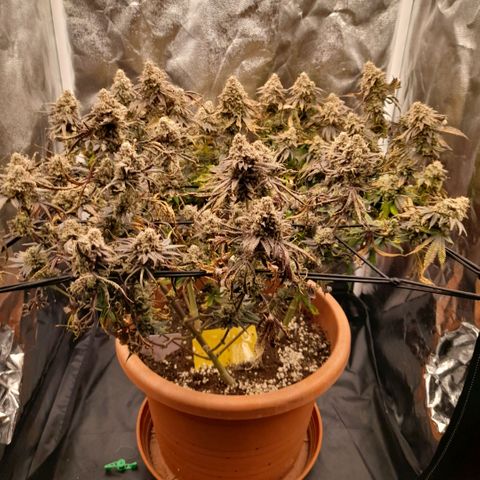 Gorilla Sherbet  growlog timeline photo