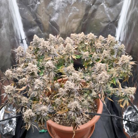 Gorilla Sherbet  growlog timeline photo