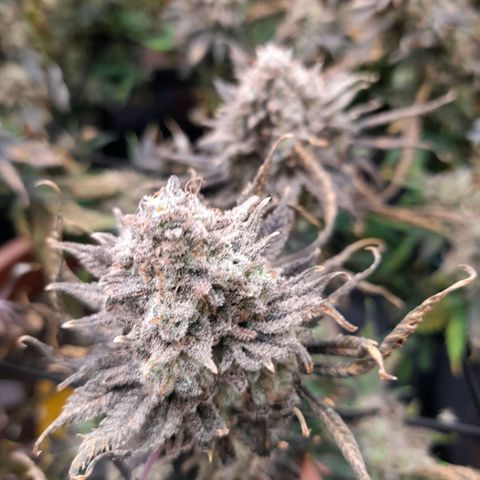 Gorilla Sherbet  growlog timeline photo