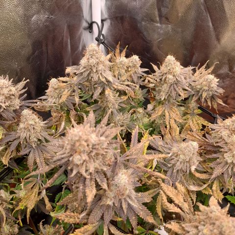 Gorilla Sherbet  growlog timeline photo