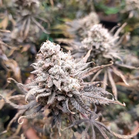 Gorilla Sherbet  growlog timeline photo