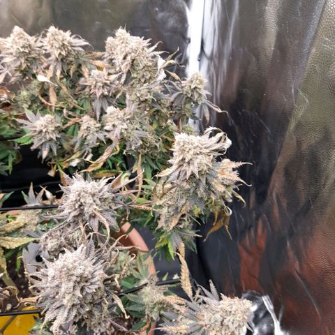 Gorilla Sherbet  growlog timeline photo