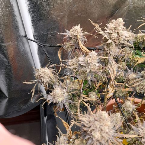 Gorilla Sherbet  growlog timeline photo