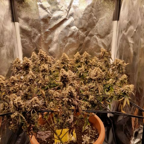 Gorilla Sherbet  growlog timeline photo