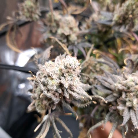 Gorilla Sherbet  growlog timeline photo