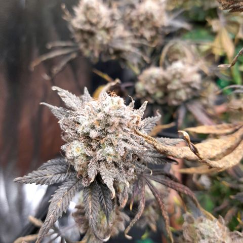 Gorilla Sherbet  growlog timeline photo