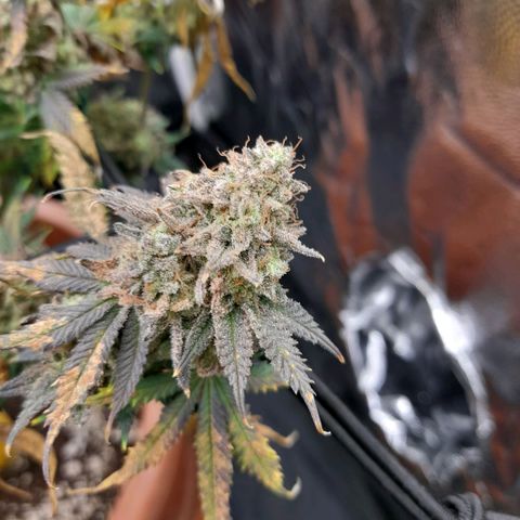 Gorilla Sherbet  growlog timeline photo