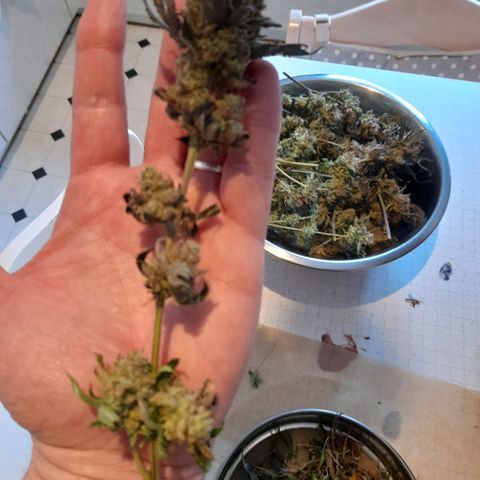 Gorilla Sherbet  growlog timeline photo