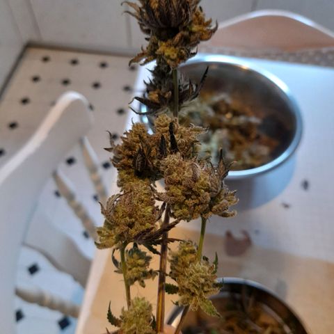 Gorilla Sherbet  growlog timeline photo