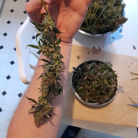 Gorilla Sherbet  growlog timeline photo