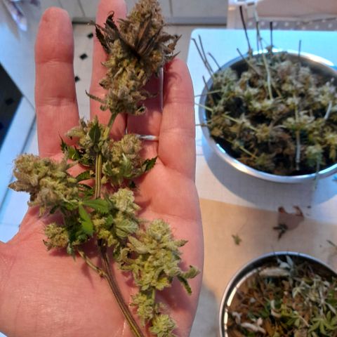 Gorilla Sherbet  growlog timeline photo