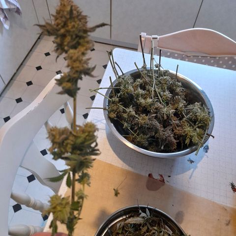 Gorilla Sherbet  growlog timeline photo