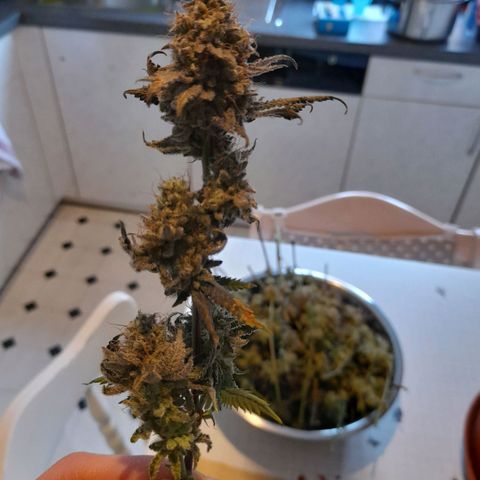 Gorilla Sherbet  growlog timeline photo