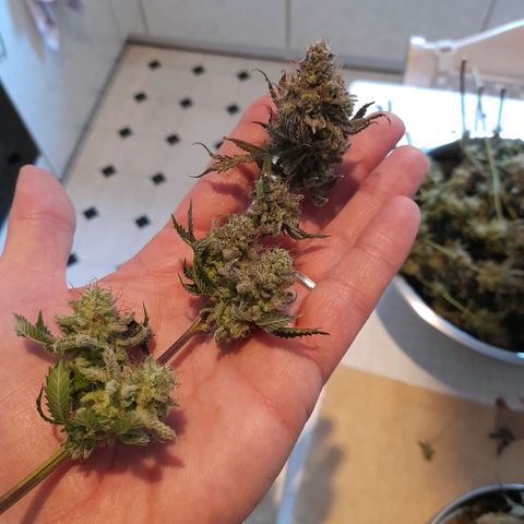 Gorilla Sherbet  growlog timeline photo