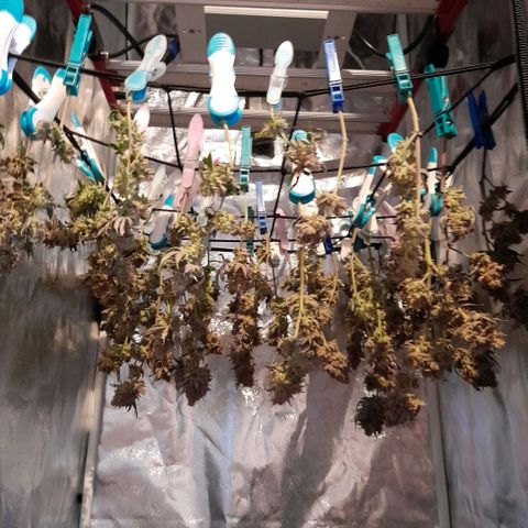 Gorilla Sherbet  growlog timeline photo