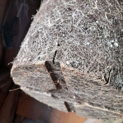 Gorilla Sherbet  growlog timeline photo