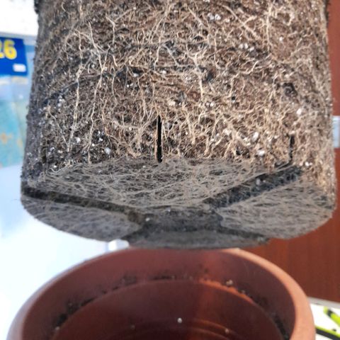 Gorilla Sherbet  growlog timeline photo