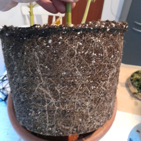 Gorilla Sherbet  growlog timeline photo