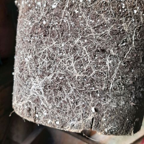 Gorilla Sherbet  growlog timeline photo