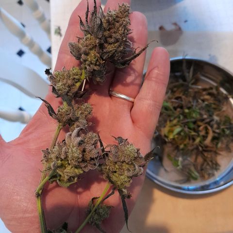 Gorilla Sherbet  growlog timeline photo