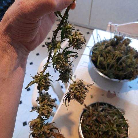 Gorilla Sherbet  growlog timeline photo