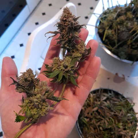 Gorilla Sherbet  growlog timeline photo