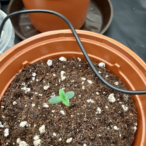 Green Gelato  growlog timeline photo
