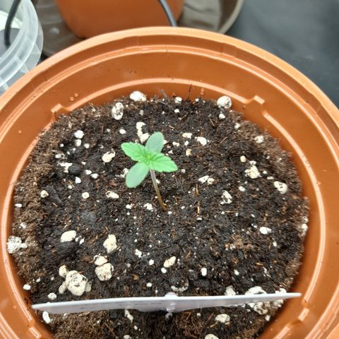 Green Gelato  growlog timeline photo
