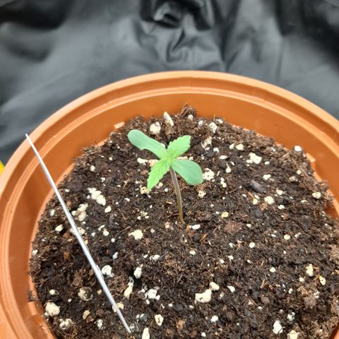 Pink Runtz  growlog timeline photo