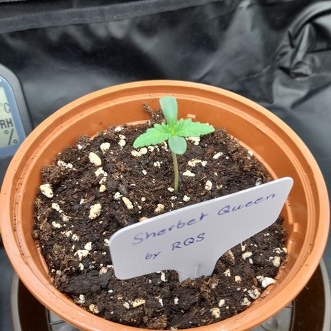 Sherbet Queen  growlog timeline photo