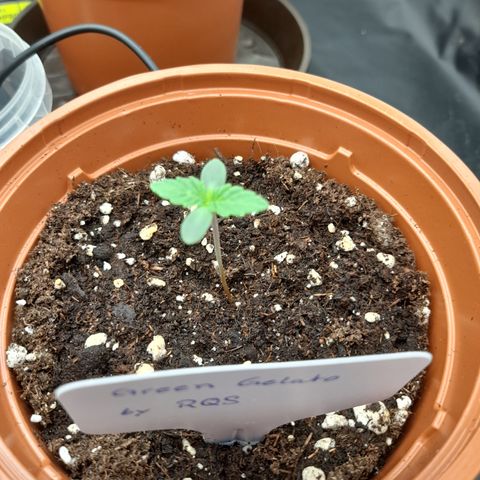 Green Gelato  growlog timeline photo
