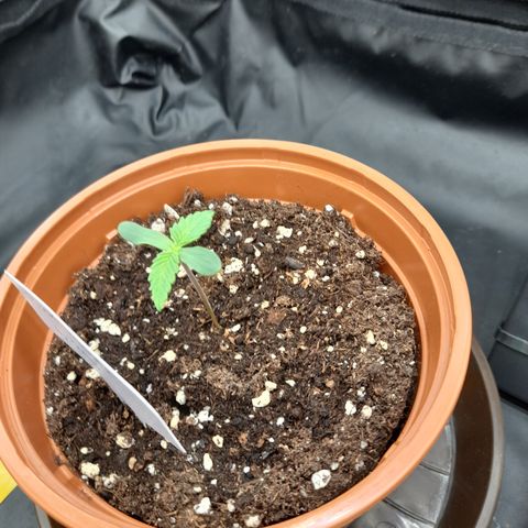 Pink Runtz  growlog timeline photo