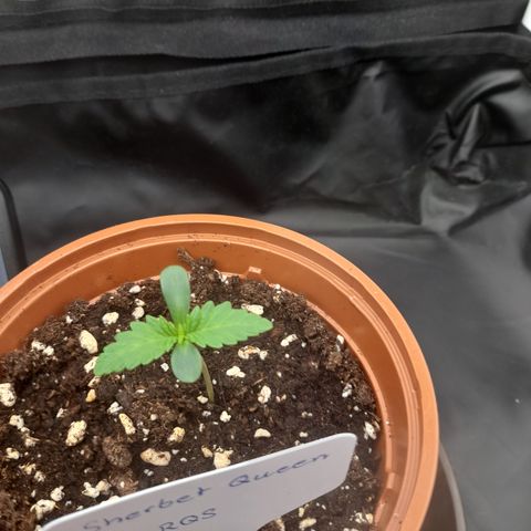 Sherbet Queen  growlog timeline photo