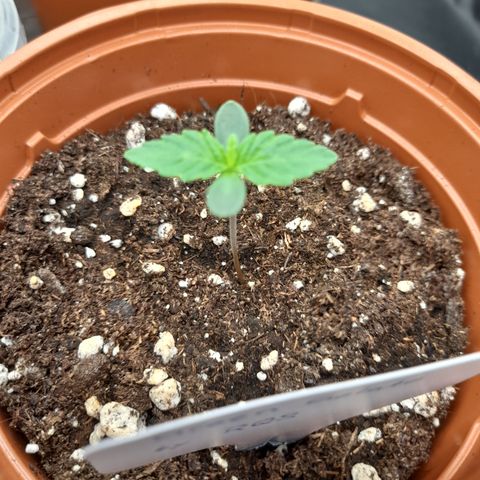 Green Gelato  growlog timeline photo