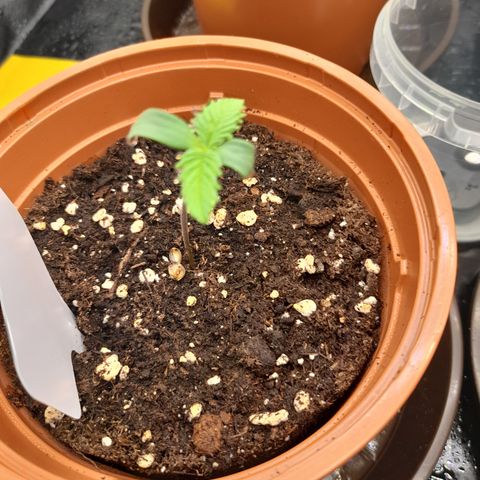 Fat Gorilla  growlog timeline photo