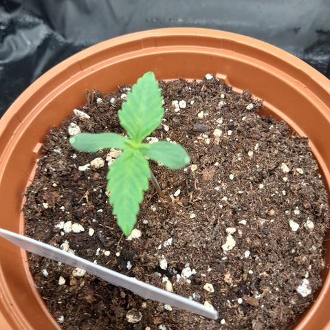 Pink Runtz  growlog timeline photo