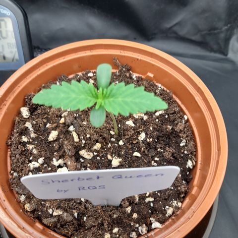 Sherbet Queen  growlog timeline photo