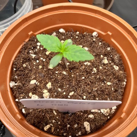 Green Gelato  growlog timeline photo