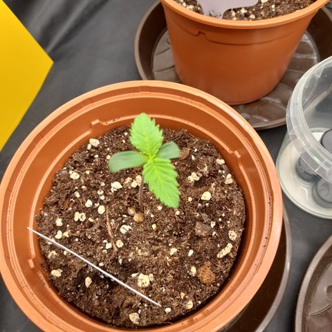 Fat Gorilla  growlog timeline photo