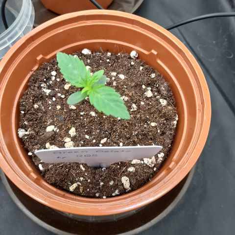Green Gelato  growlog timeline photo