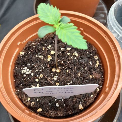 Fat Gorilla  growlog timeline photo